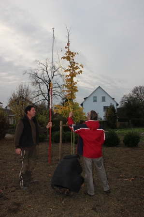 2014_hainbuche_07.jpg