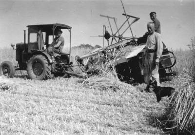 Kornernte, Heinrich Holtkamp mit dem Trecker von Niedermowwe um 1948